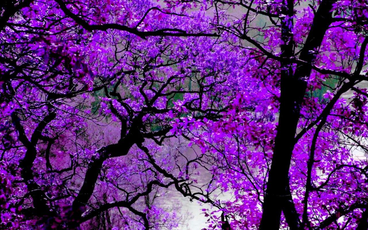 Violet #colony_white_tower * סלוניקי